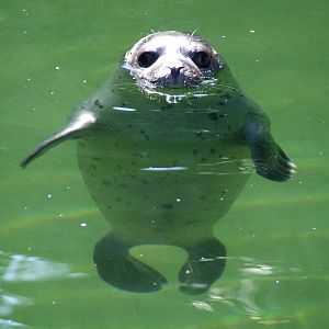 Young Harbour Seal