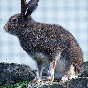 Mountain Hare