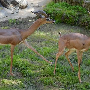 Gerenuks