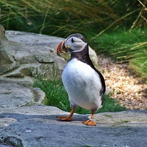 Atlantic Puffin