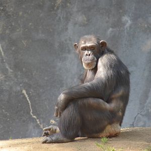 Chimpanzee