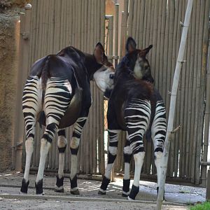 Okapis