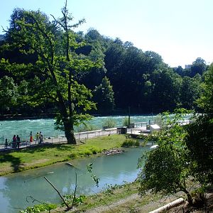 Eurasian Beaver Exhibit