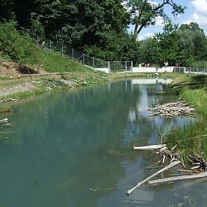 Eurasian Beaver Exhibit
