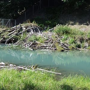Eurasian Beaver Exhibit