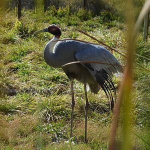 Sarus Crane