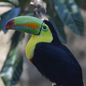 Keel-billed Toucan