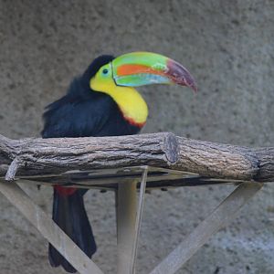 Keel-billed Toucan