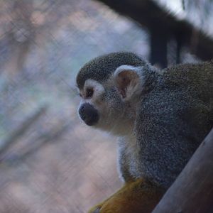 Squirrel Monkey