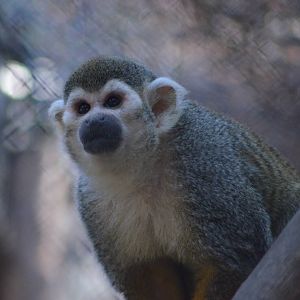 Squirrel Monkey