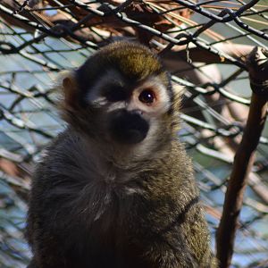Squirrel Monkey