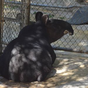 Mountain Tapir