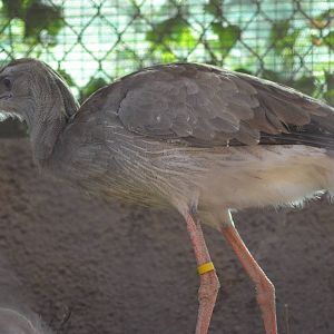Red-legged Seriema
