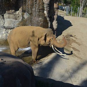 Billy - Elephants of Asia