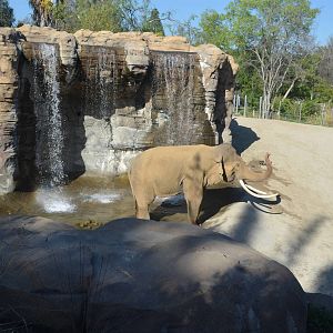Billy - Elephants of Asia