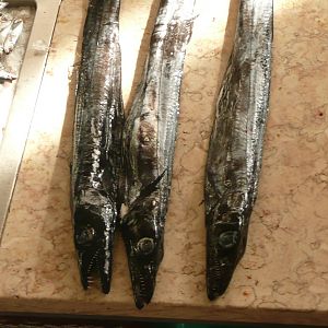 Black Scabbard in Funchal Fish Market
