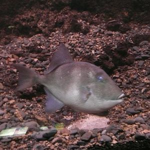 Trigger fish - Aquarium in Funchal N. H. Museum