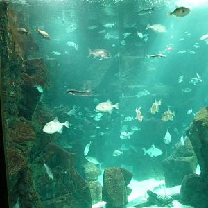 Aquario de Madeira , Port Moniz