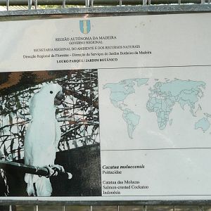 Parrot Park , Madeira Botanical Gardens , Funchal