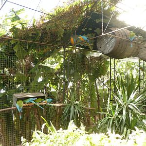 Parrot Park , Madeira Botanical Gardens , Funchal