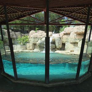 Wilds of Africa - Gateway - African Penguin Exhibit