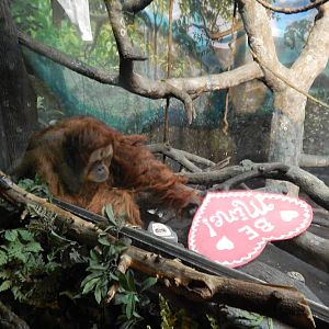 Feb. 2014 - Jungle Trails - A Valentine Invitation by an Orangutan...