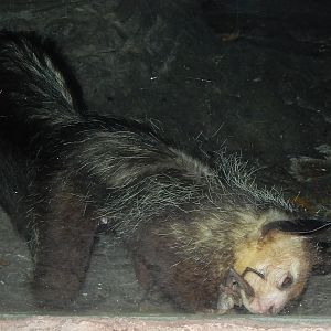 Feb. 2014 - Jungle Trails - Aye-Aye