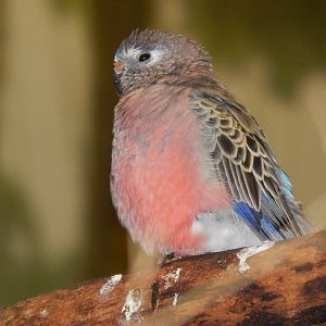 Feb. 2014 - Wings of the World - Bourke's Parakeet