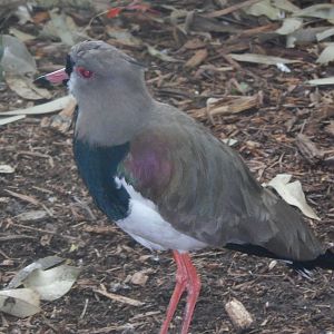Feb. 2014 - Wings of the World - Southern Lapwing