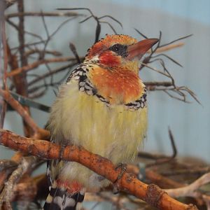 Feb. 2014 - Wings of the World - Red and Yellow Barbet