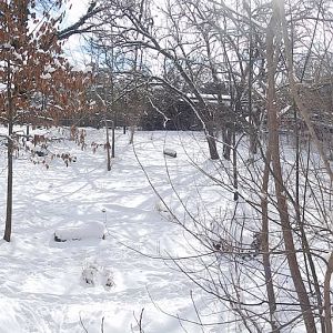 Feb. 2014 - Wolf Woods - Mexican Wolf Exhibit Panorama (Snow)