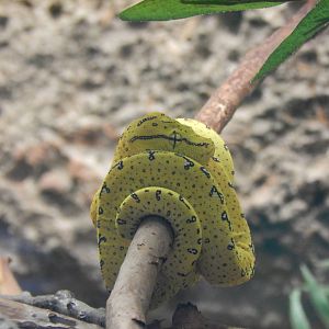 Feb. 2014 - Reptile House - Juvenile Green Tree Python