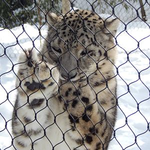 Feb. 2014 - Cat Canyon - Renji Biting Her Paw