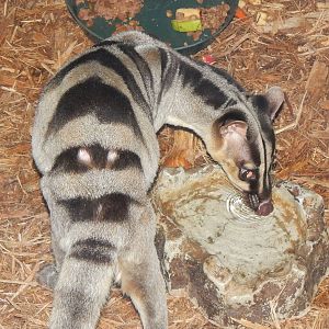 Feb. 2014 - Night Hunters - Banded Palm Civet
