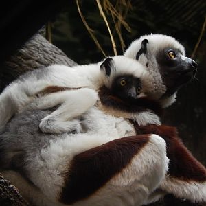 Feb. 2014 - Jungle Trails - Wilhelmina and Her Baby (My Greatest Photo)