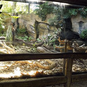 Viewing area for komodo dragon
