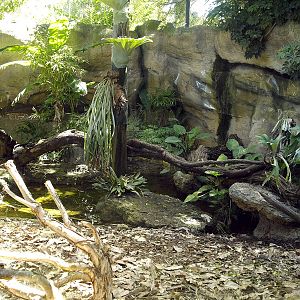 Interior of komodo dragon enclosure