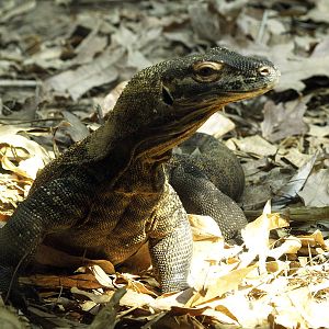 Raja the komodo dragon