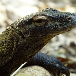 Raja the komodo dragon