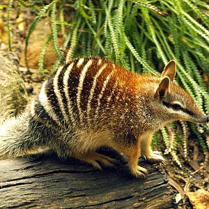 Numbat in display area