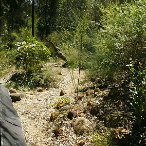 numbat enclosure from viewing area