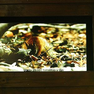 Numbat film on loop inside entrance hut