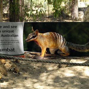 Numbat signage
