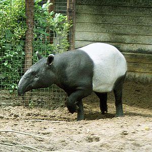 Malayan tapir at Rotterdam 1991