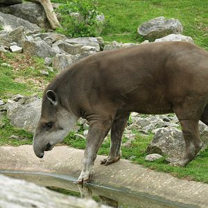 Lowland tapir at Chester 2009