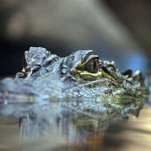 Juvenile American alligator