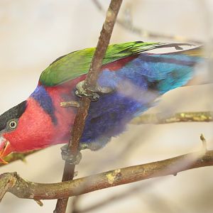 Black-capped Lory (Lorius lory)