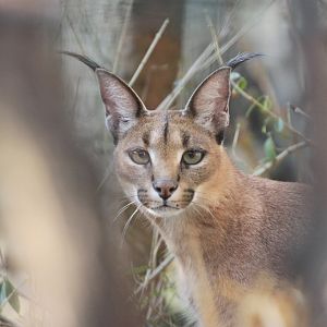 Karakal (Caracal caracal)