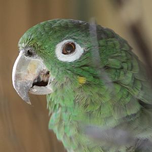 Costa Rica Mealy Amazon (Amazona farinosa virenticeps)