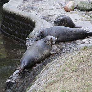 Grey Seals (Halichoerus grypus)